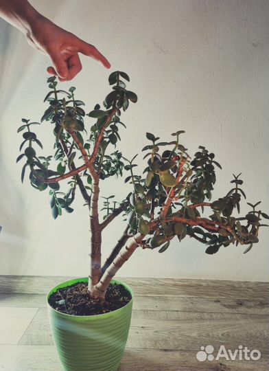 Толстянка для бонсай