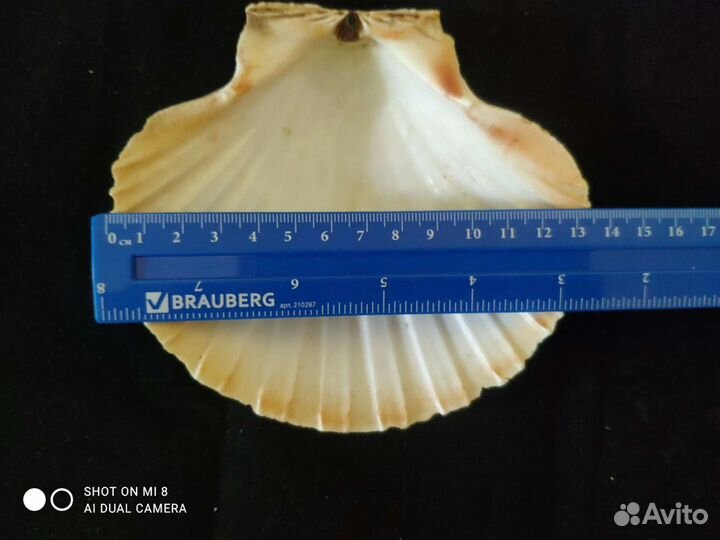 Ракушки морского гребешка