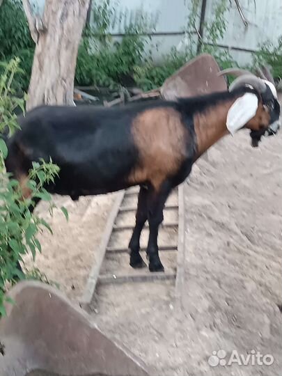 Козы двойные, козлята, козлы