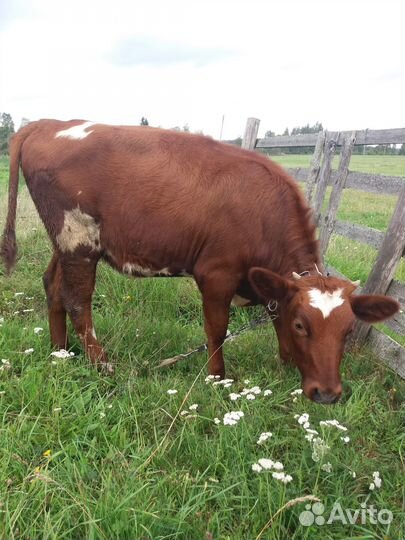 Телка 6 месяцев