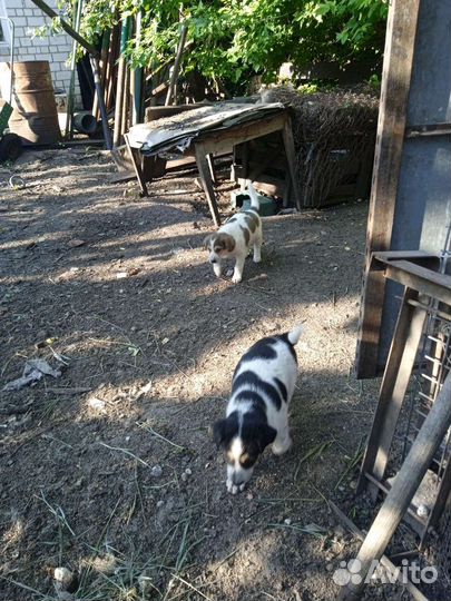Щенки в добрые руки,остались 2 сучки