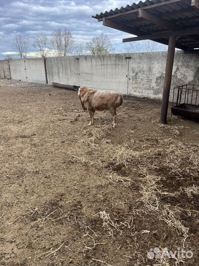 Крупный курдючный баран (кочкар), на племя