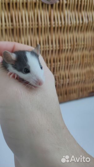 Крыса дамбо