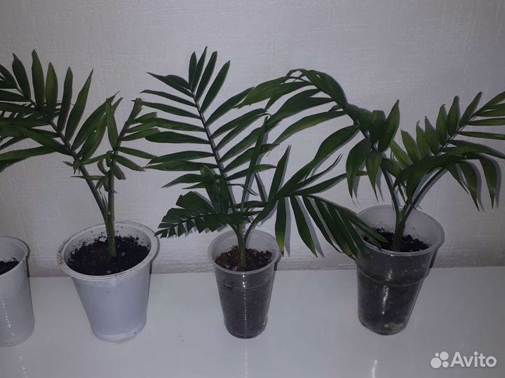 Пальма хамедорея,Фитонии