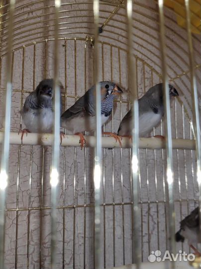 Птицы Амадины