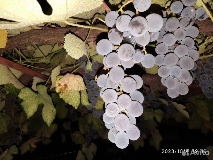 Виноград Изабелла