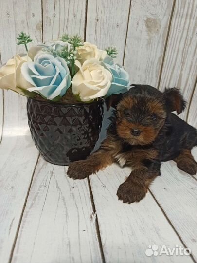 Йоркширский терьер щенки девочки