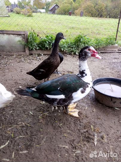 Молодые селезни индоутки на племя