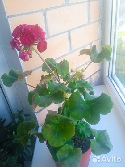 Пеларгония герань