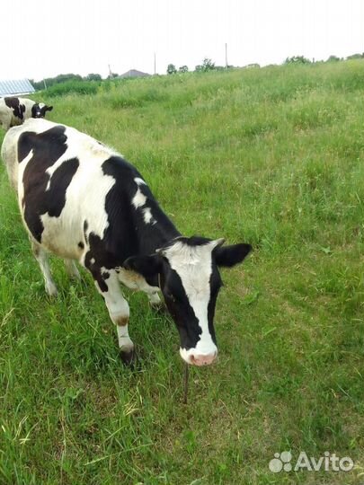 Корова нетель Голштинская 1год