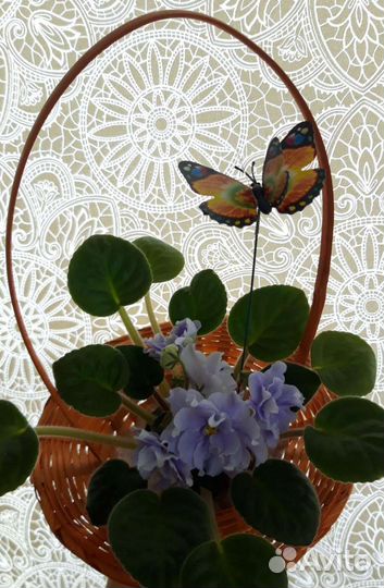 Сортовые фиалки