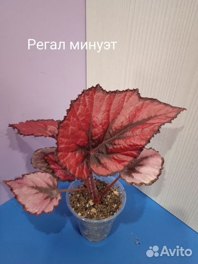 Бегония декоративно лиственная