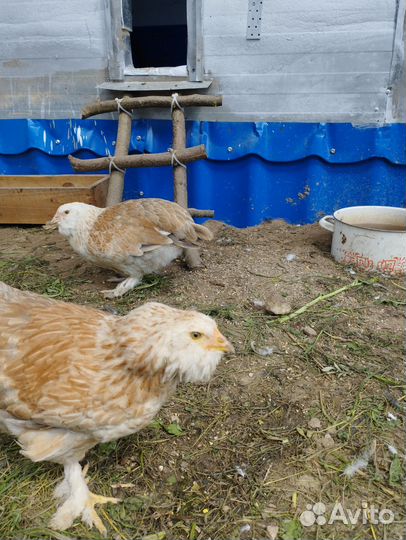 Яйца перепелиные инкубационное