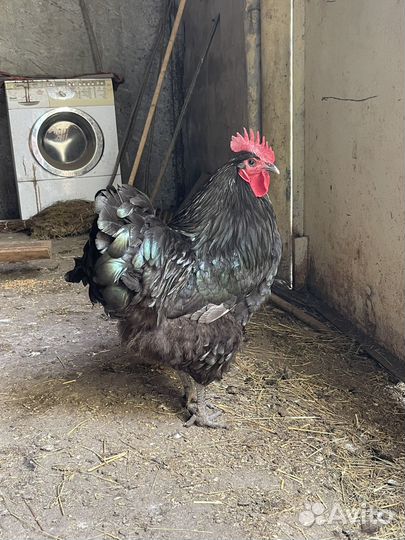 Инкубационные Яйца Джерсийского гиганта