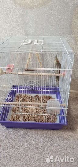 Попугай корелла с клеткой