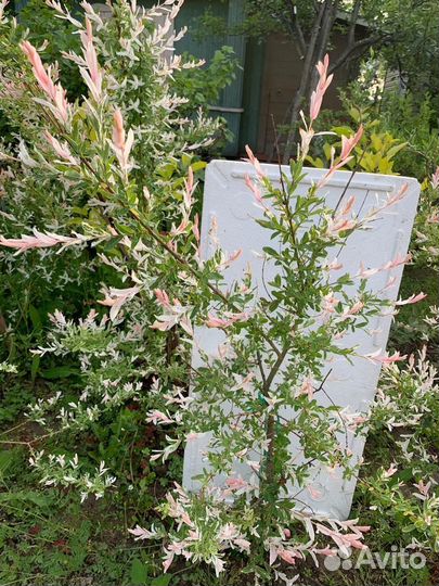 Японская ива Хакуро-Нишики