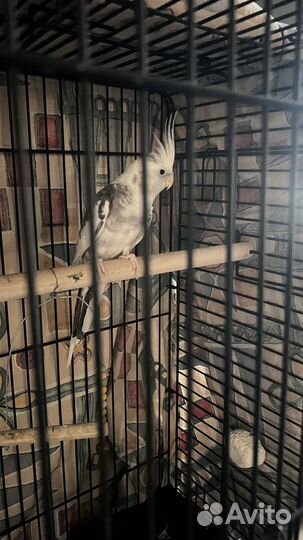 Попугай корелла