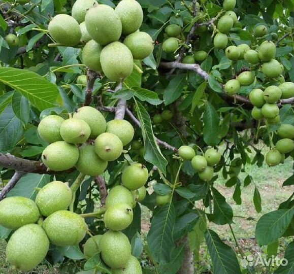 Грецкий орех С4