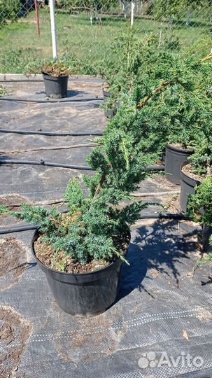 Можжевельник