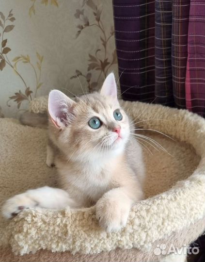 Шиншилловый котик ay11