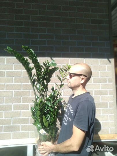 Замиокулькас огромный с Доставкой