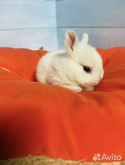 Голубоглазые белые Карликовые крольчата