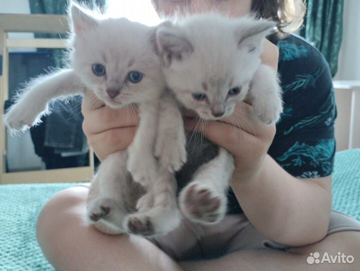 Котята окрас сил-тебби-поинт