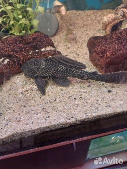 Сом Плекостомус