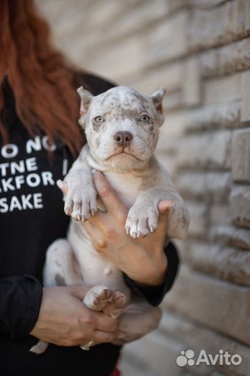 Американский булли щенки