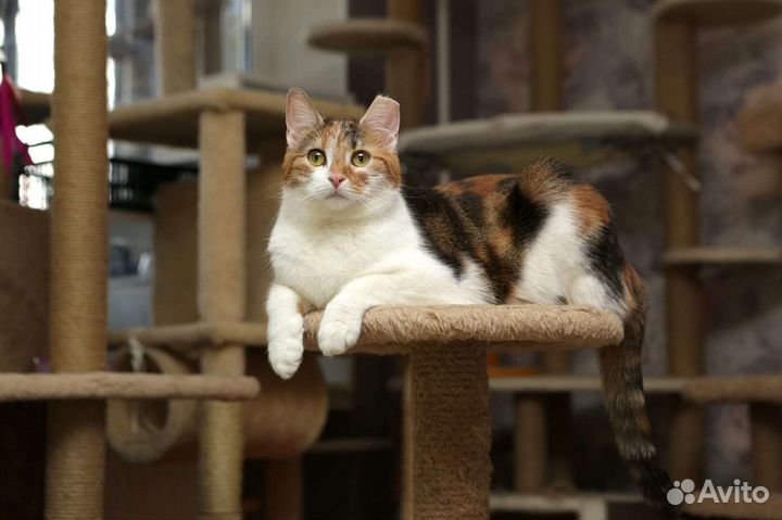 Кошечка ласкуша в доьрые ручки