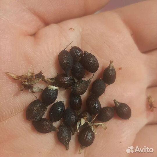 Семена пальмы вашингтония