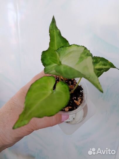 Сингониум 5