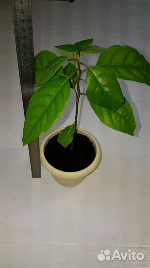 Авокадо растение