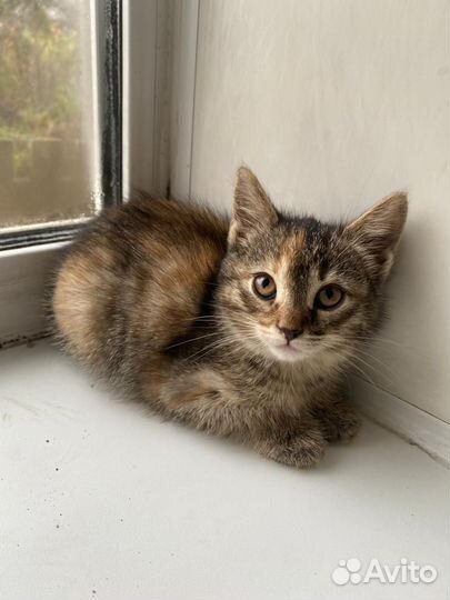 Кошка Котята бесплатно