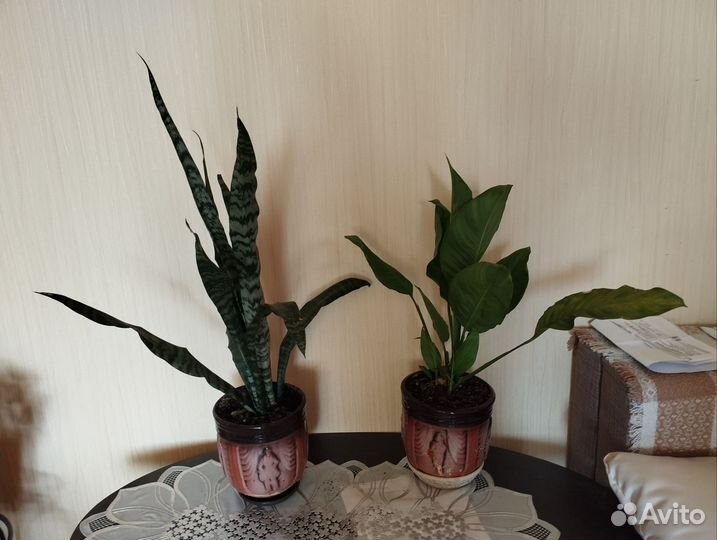 Сансевиерия (тещин язык)и Спатифиллум