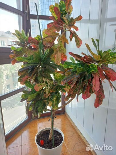 Кодиеум Кротон