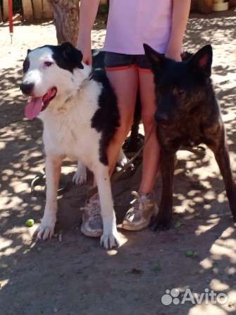 Разные щенки и собаки хотят домой