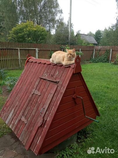 Рыжий кот в добрые руки