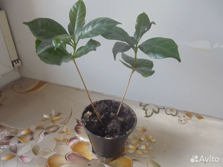 Кофейное дерево + Антуриум красный