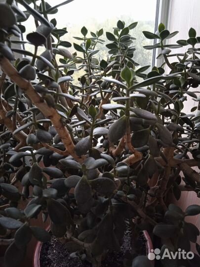 Денежное дерево