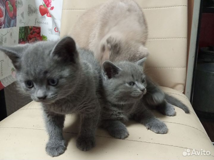 Котик и кошечка