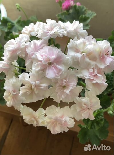 Ив- Вдохновение, черенок пеларгонии