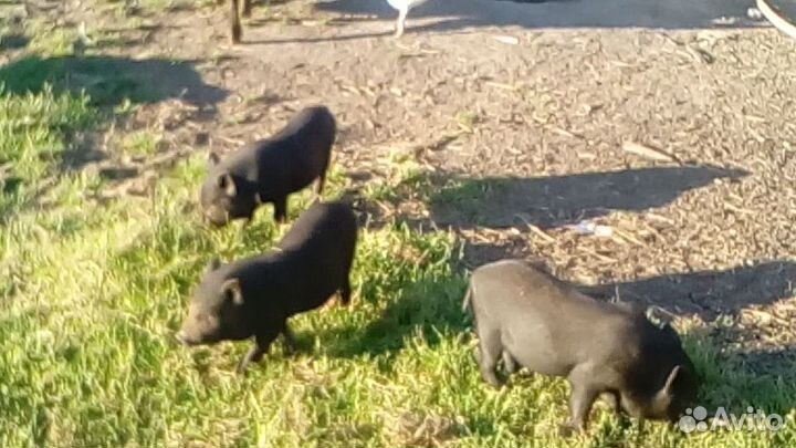 Вьетнамские вислобрюхие поросята