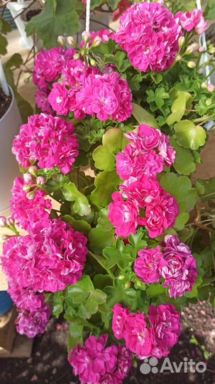 Пеларгония Тесс Влада