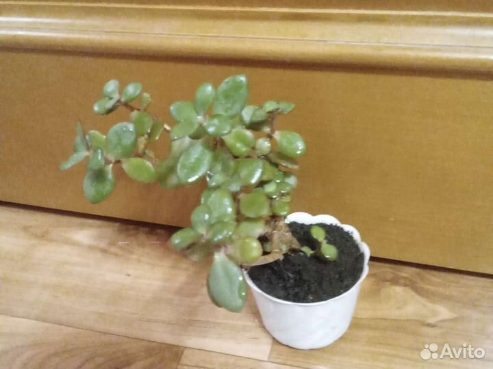 Денежное дерево) толстянка в наличии 6 штук