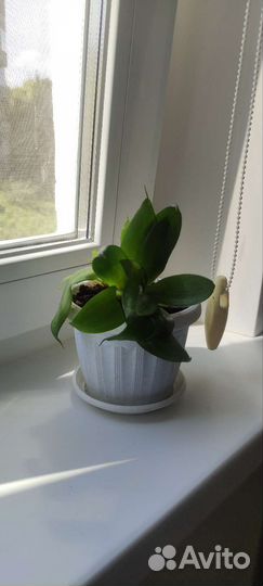 Сансевиерия Ханни грин