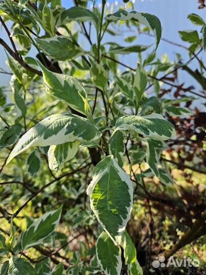 Дерен белый, пузыреплодник