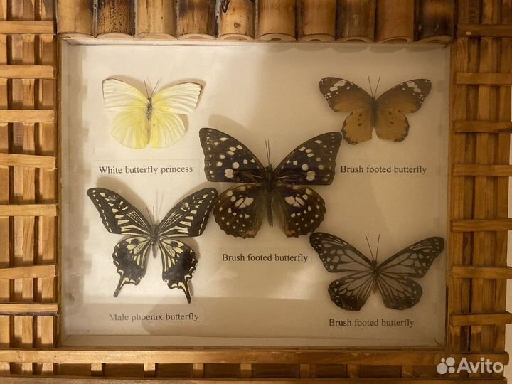 Картина с бабочками