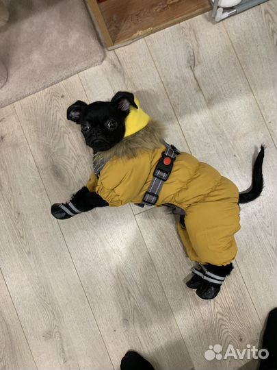 Комбинезон для собаки (пти-брабансон)