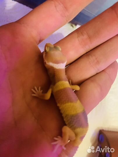 Пятнистый леопардовый геккон